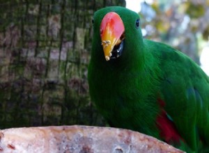 Co papoušci jedí ve volné přírodě a jako domácí mazlíčci? 