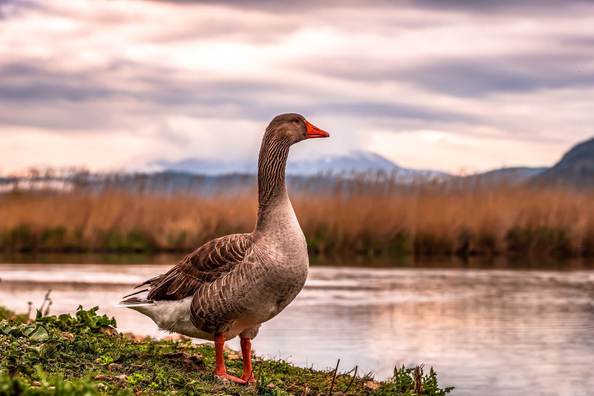 Что едят гуси в дикой природе и в качестве домашних животных?