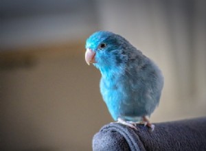 10 tekenen dat je Parrotlet je leuk vindt