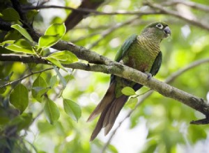 Conure kaštanově břichatý