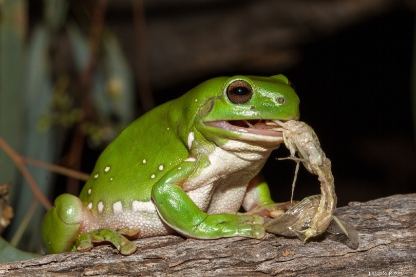 Que mangent les grenouilles arboricoles dans la nature et comme animaux de compagnie ? 