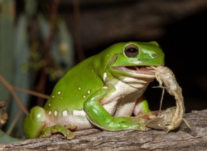 Wat eten boomkikkers in het wild en als huisdier?