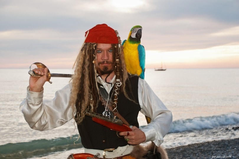 해적들은 정말 애완용 앵무새를 키웠습니까?