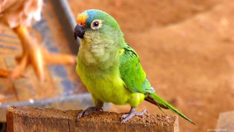 9 tipos de pequenas espécies de papagaios