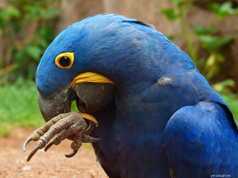 10 typer av blå papegojor som gör stora husdjur