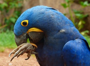 10 soorten blauwe papegaaien die geweldige huisdieren zijn