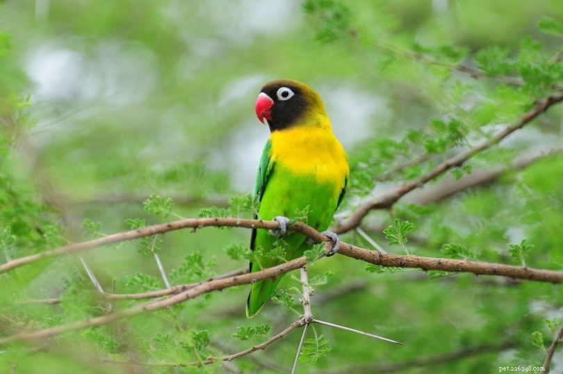 Yellow-collared (maskerad) Lovebird