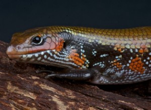 African Fire Skink