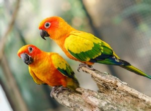 Conures trainen (plus 5 trucs waar je dol op zult zijn)