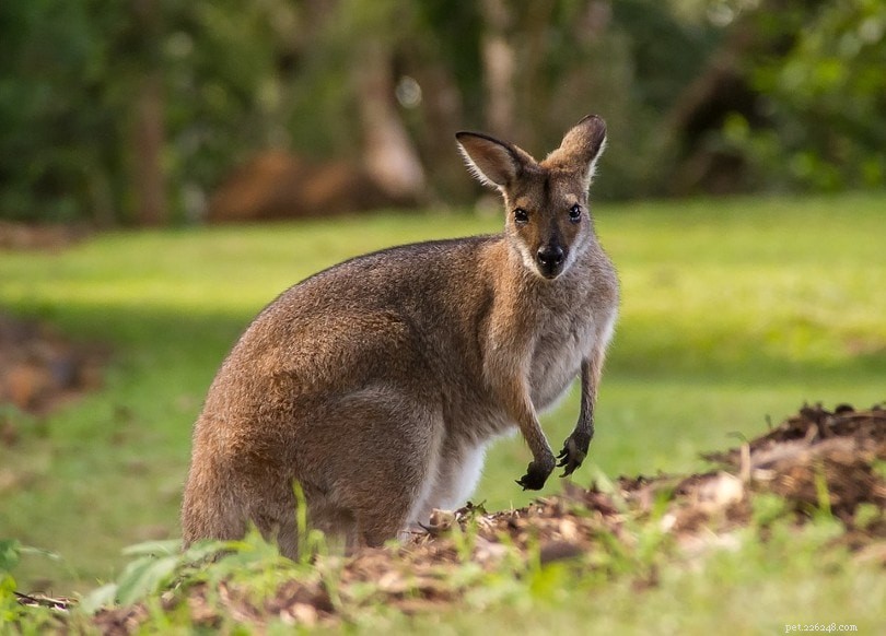 Maken kangoeroes geweldige huisdieren? Wat u moet weten!