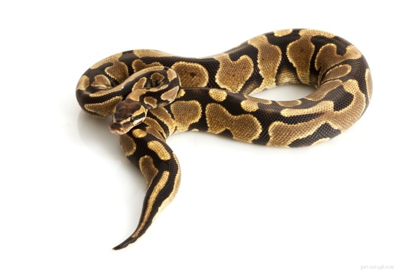 Python boule à ventre jaune