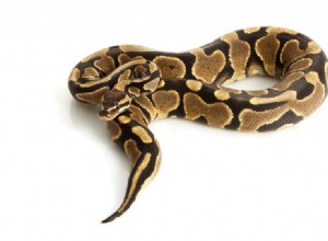 Yellow Belly Ball Python Morph