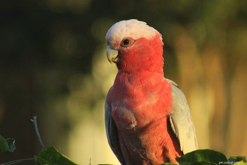 Galah（Rose-Breasted）Cockatoo
