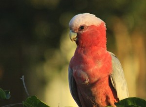 kakadu Galah (růže-breasted)