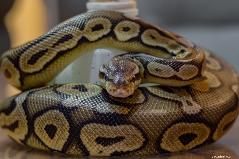 À quelle fréquence les pythons royaux perdent-ils ?