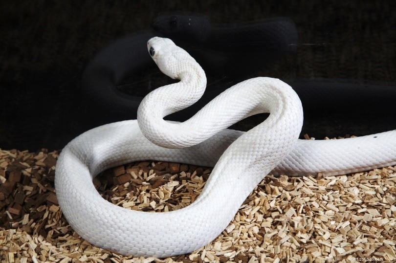 Morphe de python royal leucistique (blanc) :20 faits intéressants