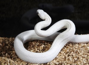 Morph Leucistic (Bílý) Ball Python:20 zajímavých faktů 