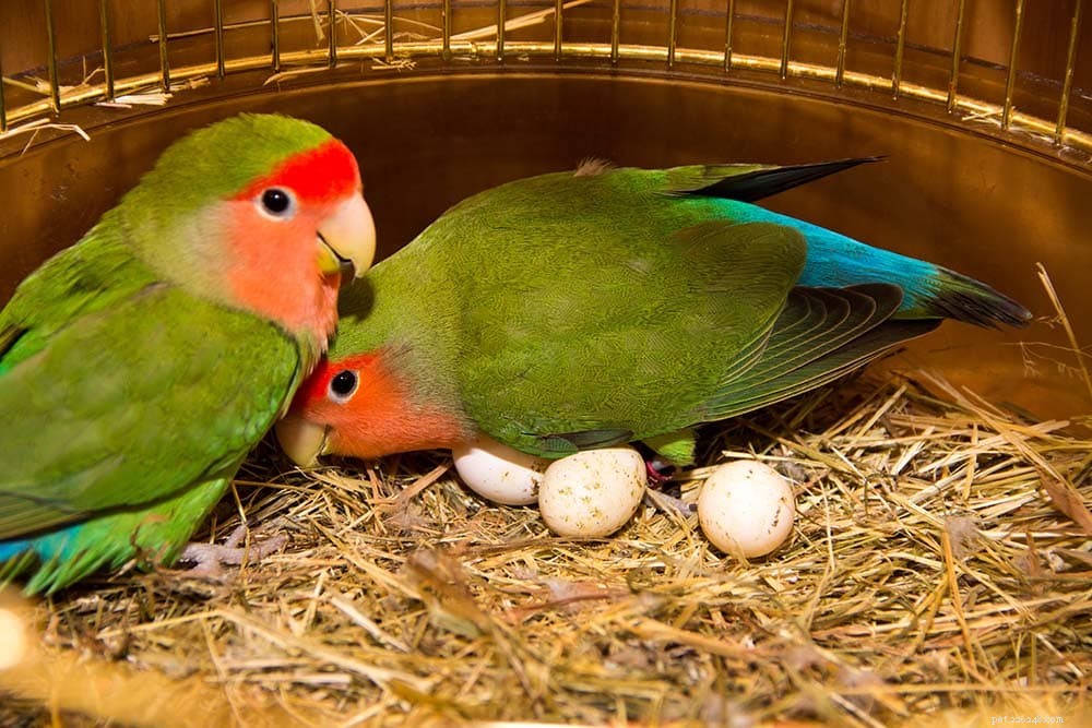 Min papegoja lade ett ägg, vad nu?