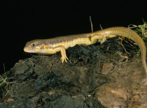 Schneider s Skink