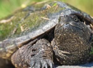 Опасны ли щелкающие черепахи? Что вам нужно знать!