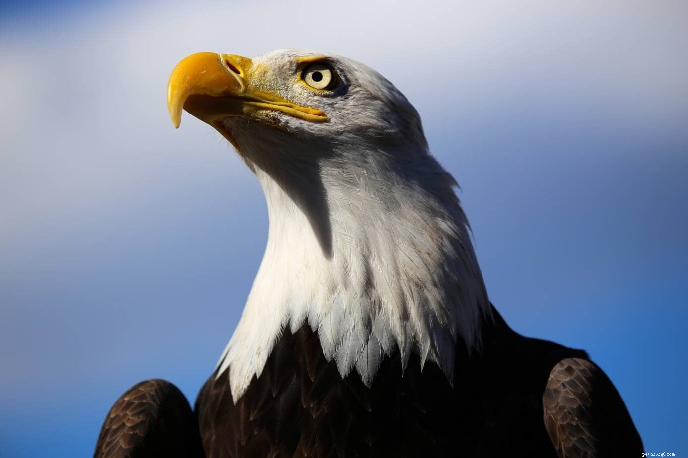 Maken Eagles geweldige huisdieren? Wat u moet weten!