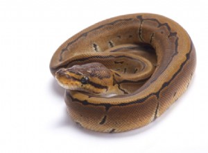 Morph Pinstripe Ball Python