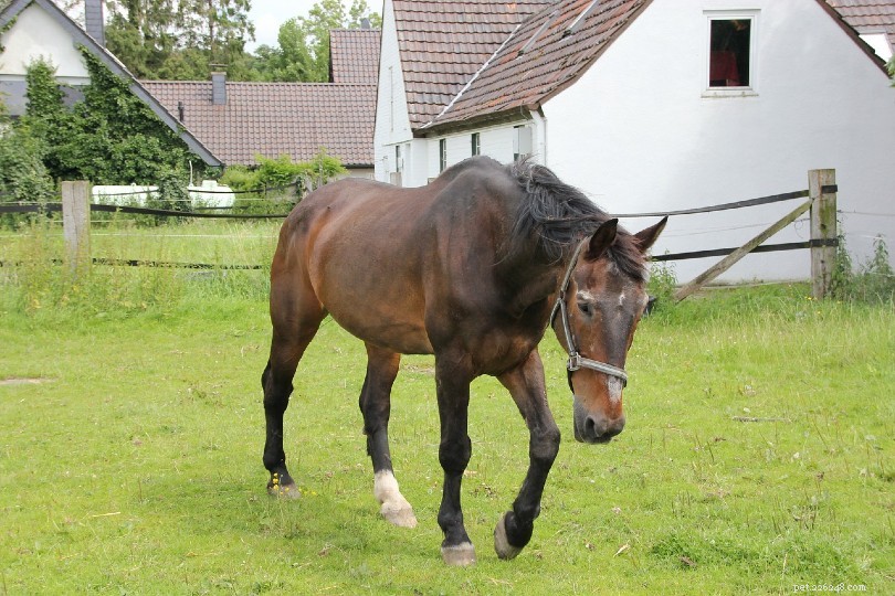 Westfaliska hästar