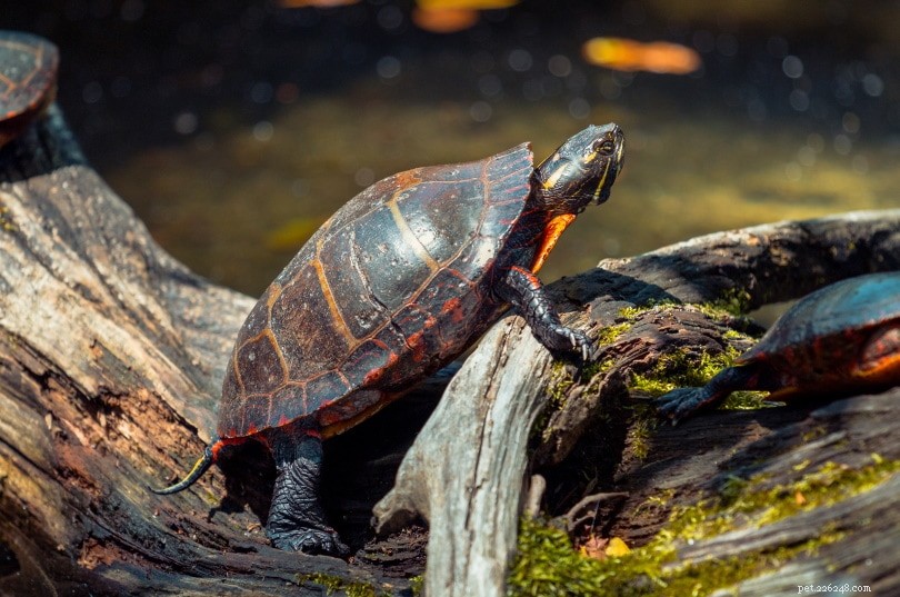 Cosa mangiano le tartarughe dipinte in natura e come animali domestici?
