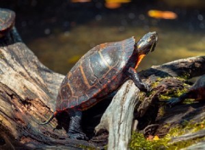 Wat eten geschilderde schildpadden in het wild en als huisdier?