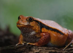 Tomato Frog