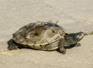 Mississippi-kaartschildpad