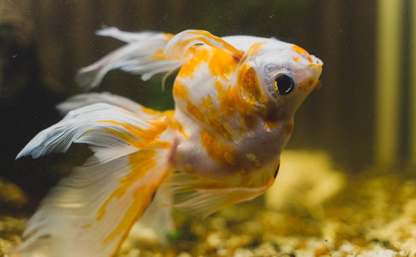 Dropsy zlaté rybky:Příznaky, léčba a příručka prevence