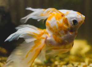 Goldfish Watersy:Gids voor symptomen, behandeling en preventie