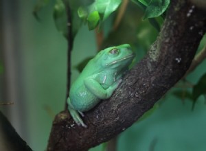 Waxy Monkey Tree Frog