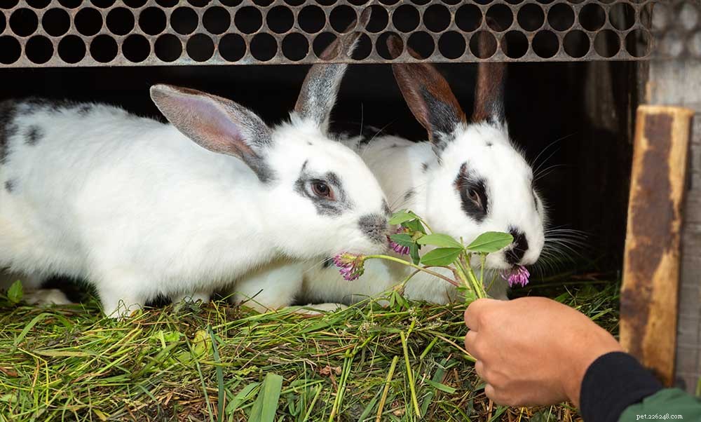 Quanto vivono i conigli da compagnia? (Durata media e massima)