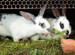 애완용 토끼의 수명은 얼마나 됩니까? (평균 및 최대 수명)