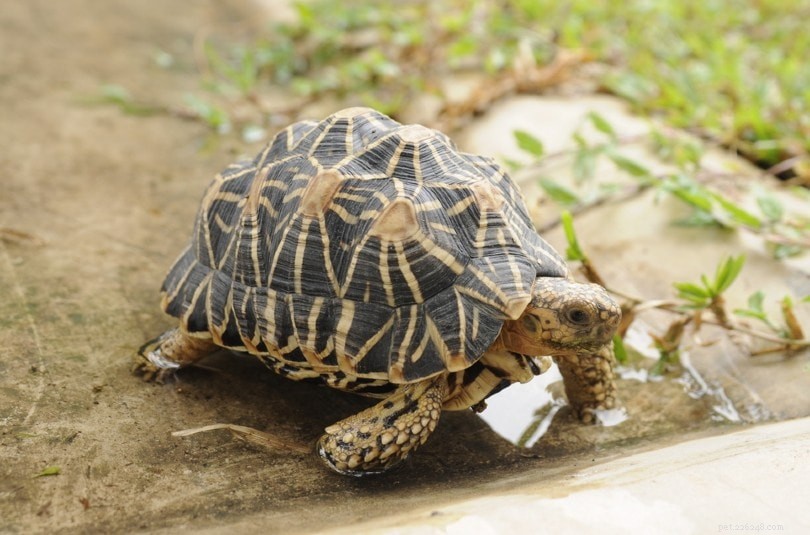 Indická hvězdná želva