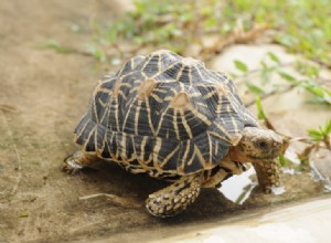 Indiase sterschildpad