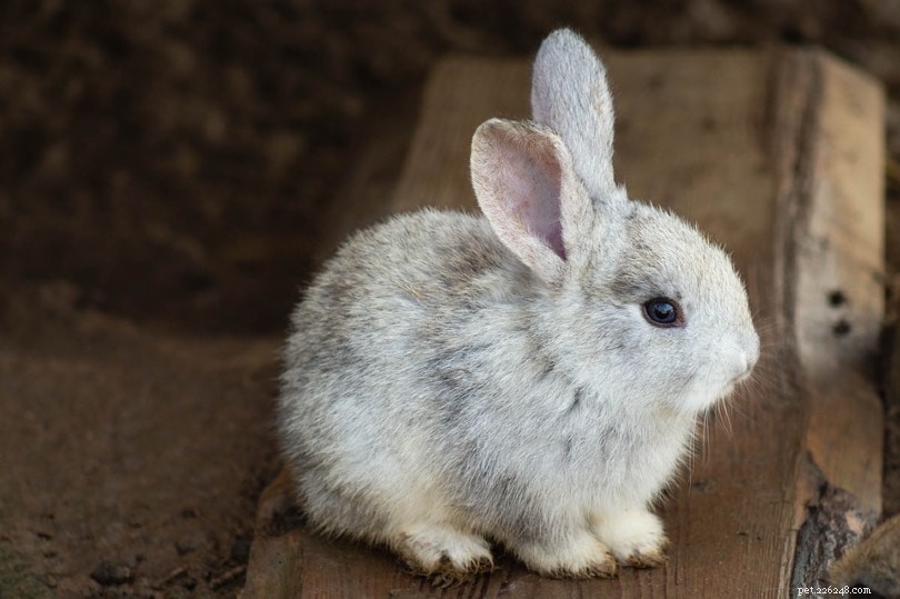 9 příznaků, že váš králík může umírat (odpověď veterináře) 
