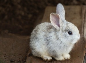 9 tekenen dat je konijn dood gaat (Antwoord van dierenarts)