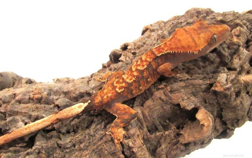 Gecko à crête flamboyante