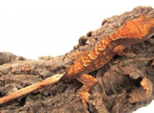 Flame Crested Gecko