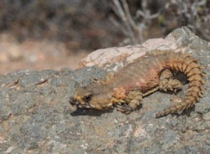 Armadillo Lizard