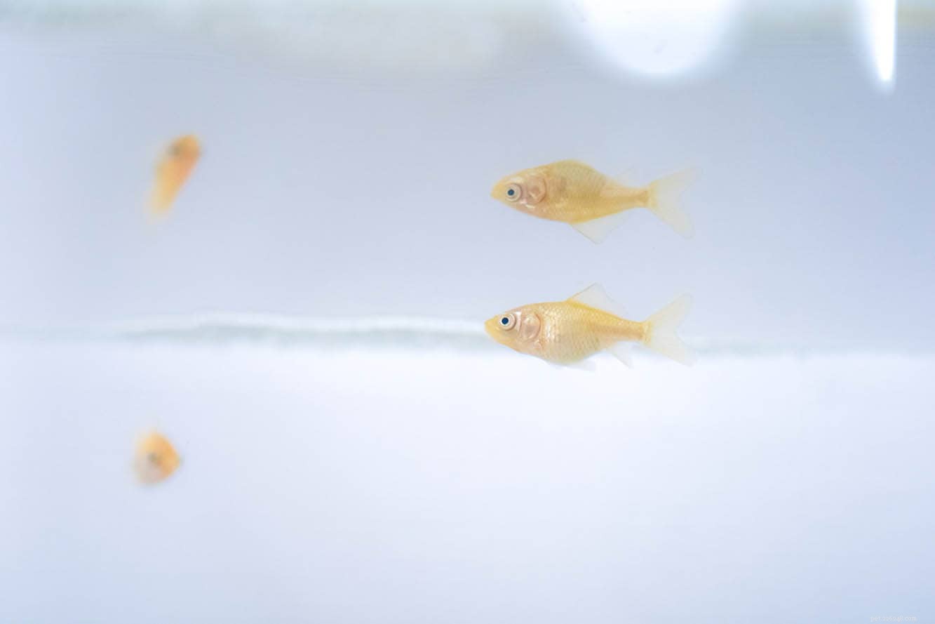 Выращивание мальков золотых рыбок:полное руководство по уходу