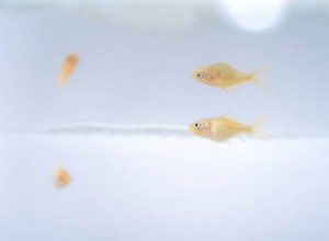 Raising Goldfish Fry:complete verzorgingsgids