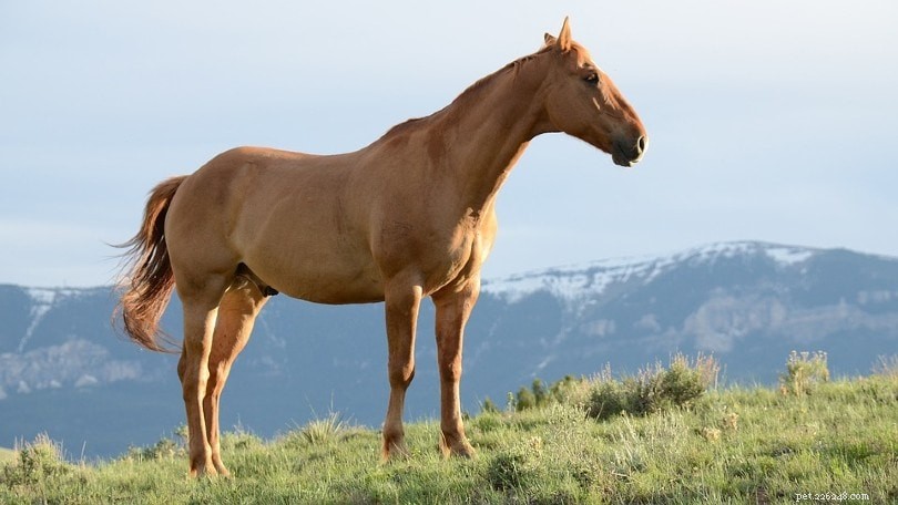 DMSO voor paarden:alles wat u moet weten