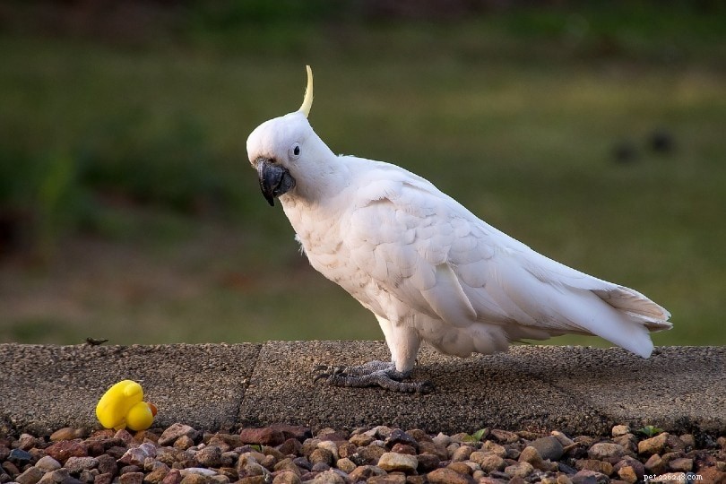 Jak staří kakaduové? Životnost kakadu