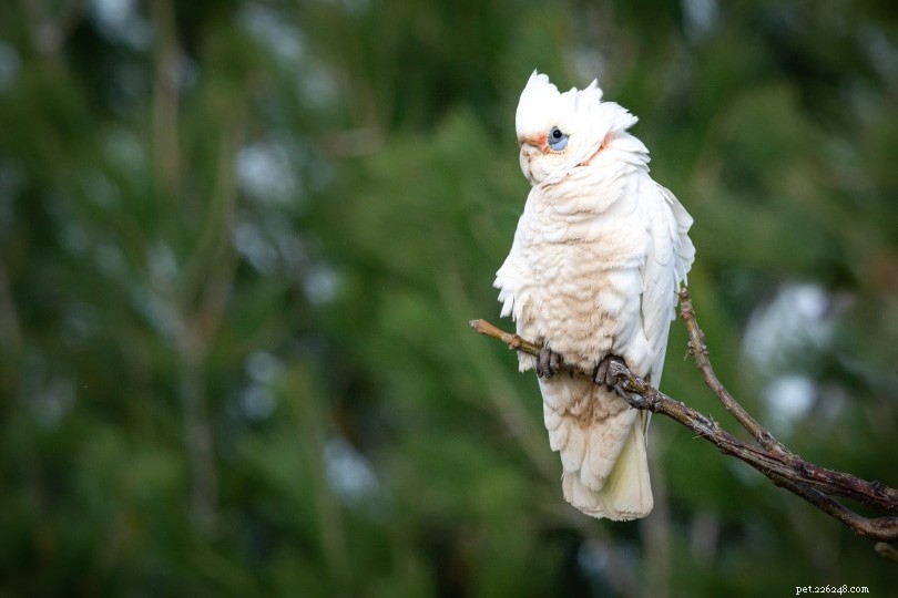 Голубоглазый какаду:редкость, фотографии и руководство по уходу