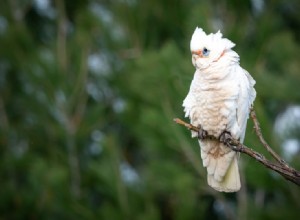 Blue-Eyed Cockatoo:Gids voor zeldzaamheid, afbeeldingen en verzorging