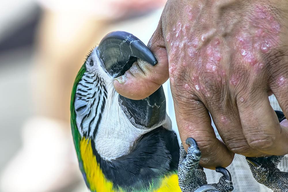 Jak špatné jsou kousnutí papouškem? (Síla kousnutí, zranění a co potřebujete vědět)